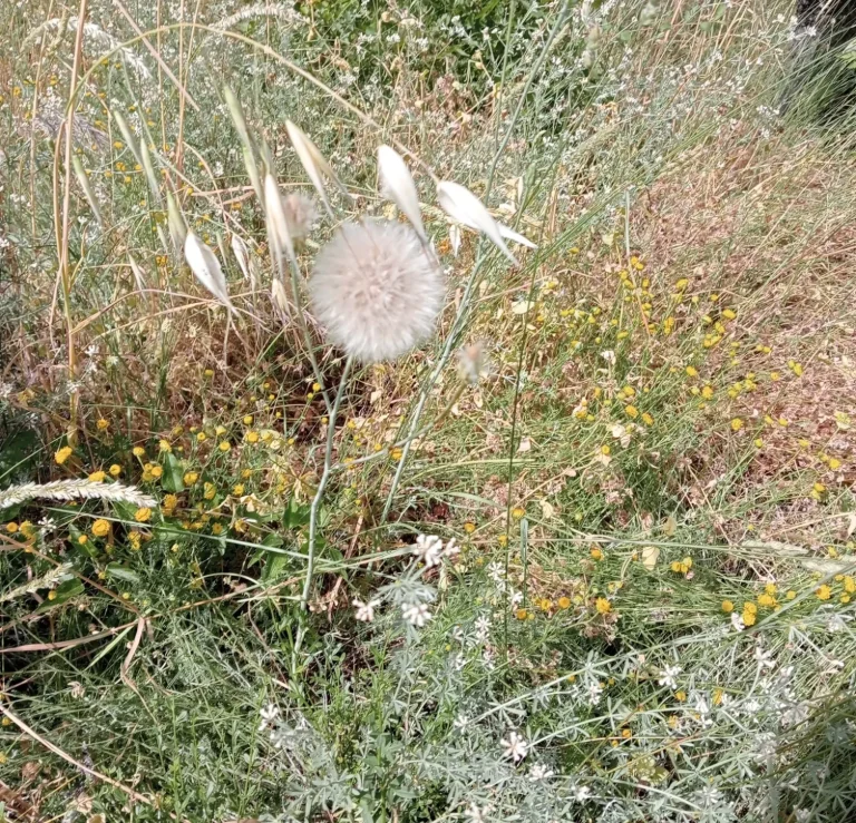 Diente de león junto a hierbas y flores silvestres en un campo verde.
