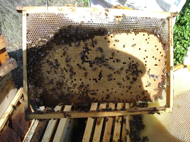 Panel de colmena con celdas de miel llenas y abejas trabajando.