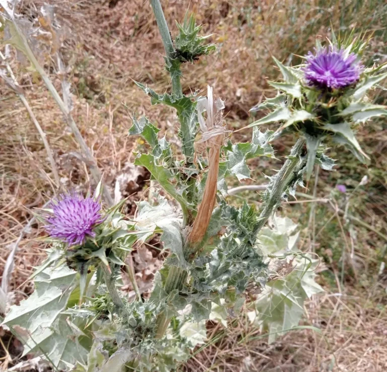 Cardo morado en el bosque