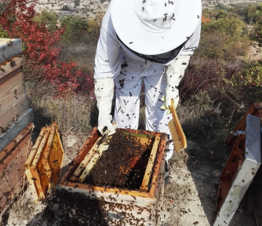 Apicultor revisando una colmena rodeado de abejas en un entorno natural.
