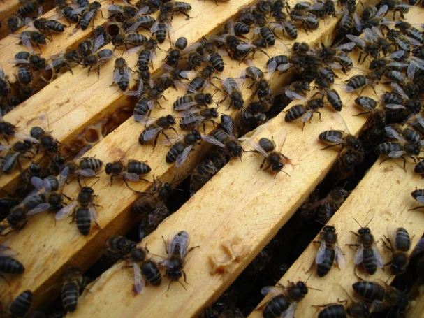Abejas negras en su colmena