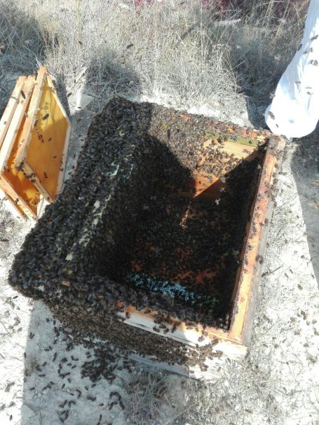 Caja de colmenas con abejas en su interior y parte exterior cubierta de miel.
